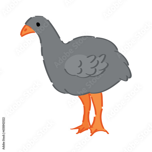 Turkey chick on white backg...