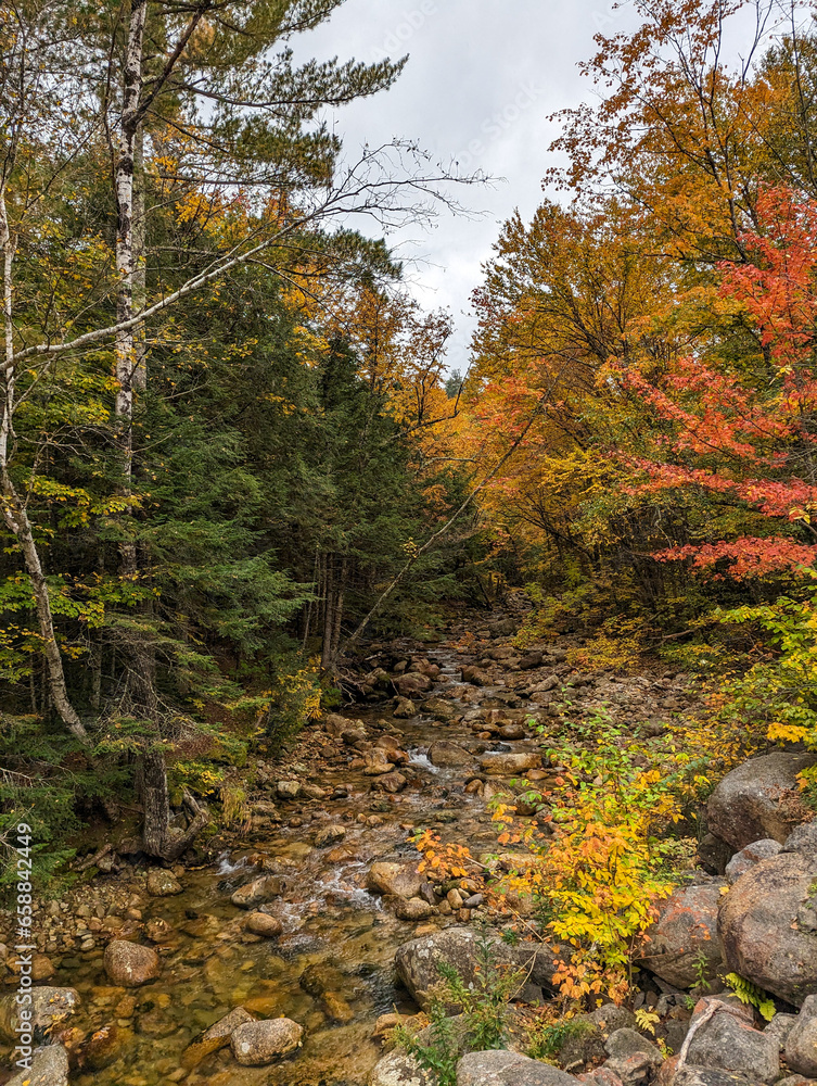 Naklejka premium autumn in the forest