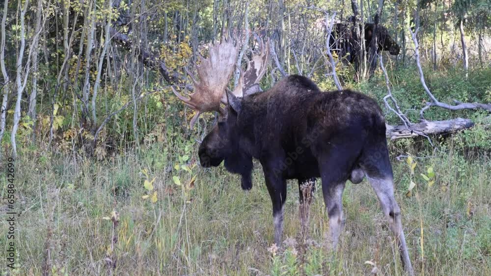 Bull Moose During the Rut in Wyoming in Auutmn Bull Moose During the Rut in Wyoming in Auutmn