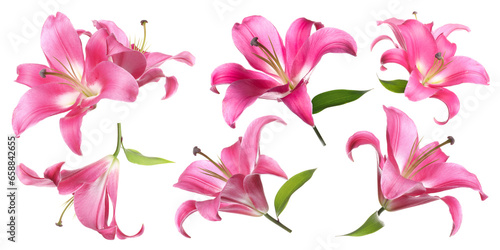 Beautiful pink lily flowers isolated on white  set