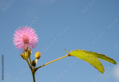 Photos Close-up mimosa pudica leaves, flowers, and fruit of sensitive plant or sleepy plant on blue sky background