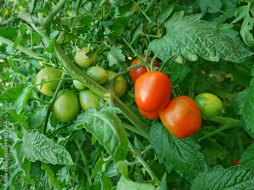 Red ripe and ripening green tomatoes hanging and growth on the plants