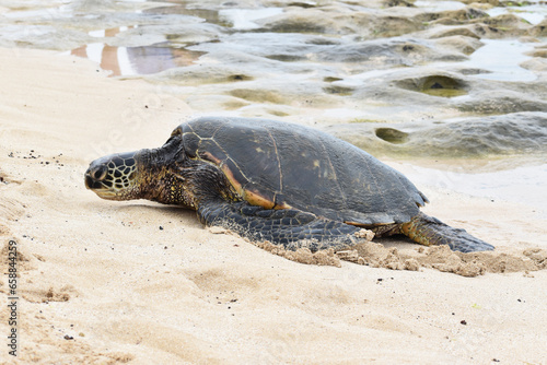 Majestic Hawaiian Green Sea Turtle Coming Ashore On Northshore Beach Oahu Hawaii In Early September