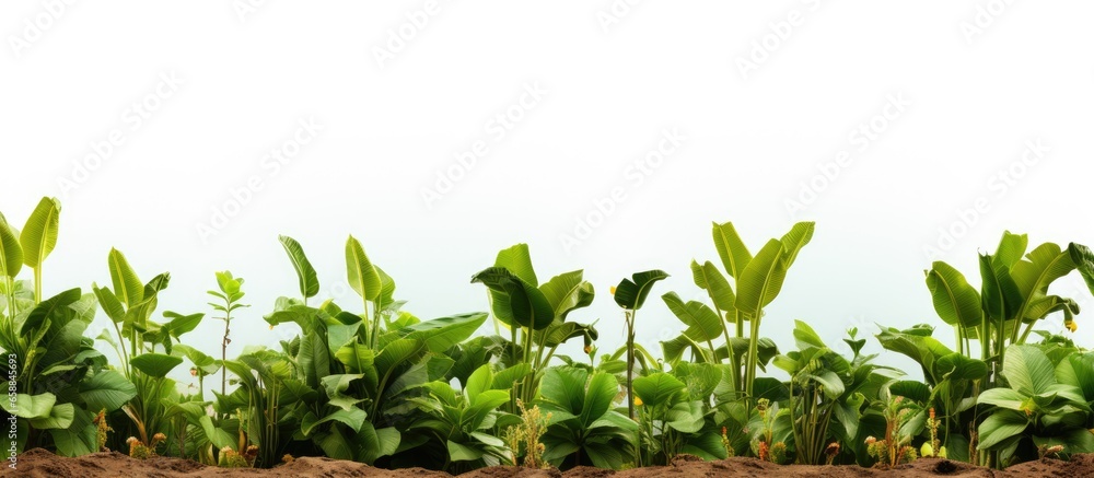 Fototapeta premium banana farm With copyspace for text