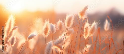 Sunlight in sunset sunrise on dry grass during summer and autumn With copyspace for text