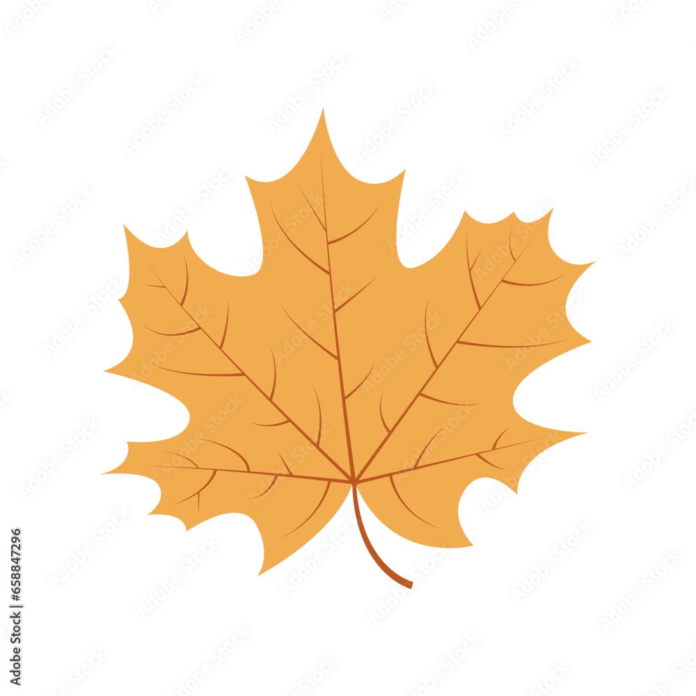 Obraz premium Autumn maple leaf on white background