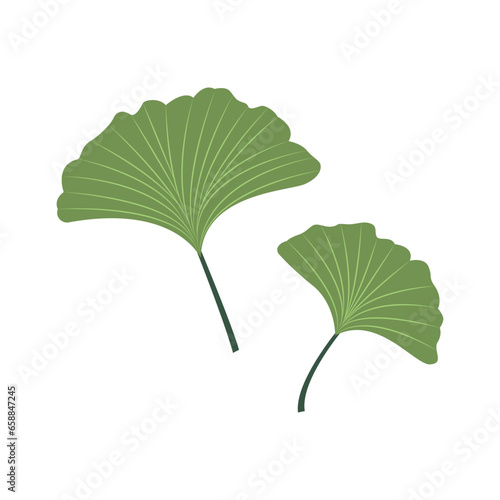 Ginkgo biloba leaves on whi...