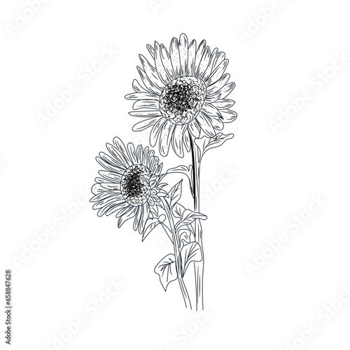 Beautiful drawn sunflowers on white background