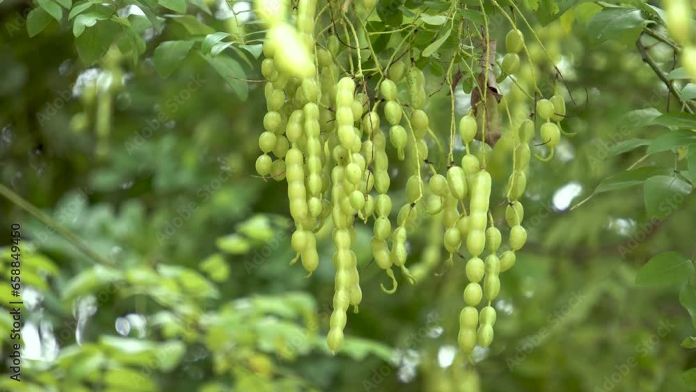 Locust horn, fruit of locust tree, Chinese herbal medicine. Locust horn, fruit of locust tree, Chinese herbal medicine.