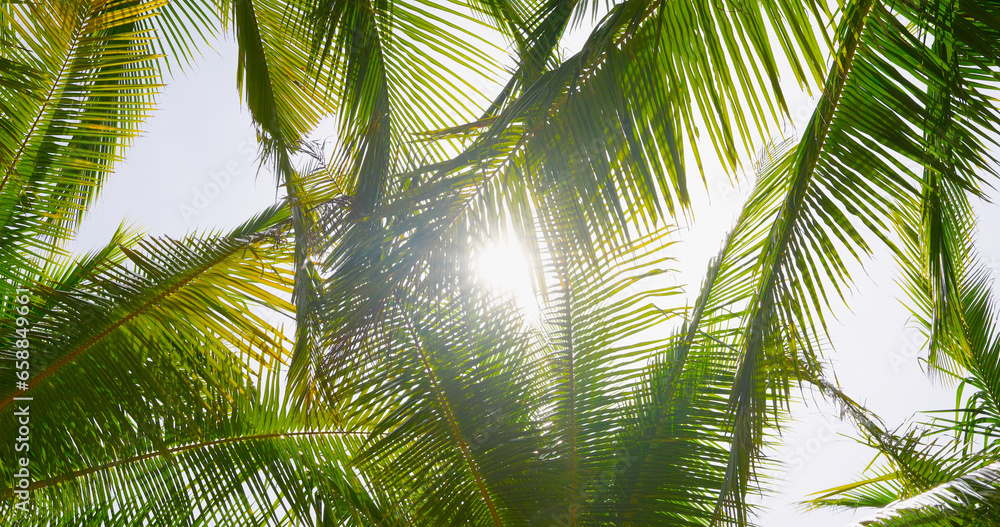 bottom palm coconut tree with sunshine - obrazy, fototapety, plakaty 