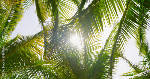 bottom palm coconut tree with sunshine photo
