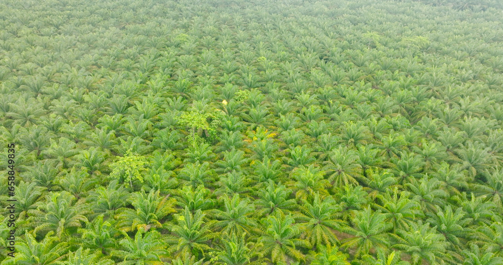 industrial palm oil oil in Thailand Aerial view drone flying fast speed over palm oil plantation field industrial palm oil oil in Thailand Aerial view drone flying fast speed over palm oil plantation field