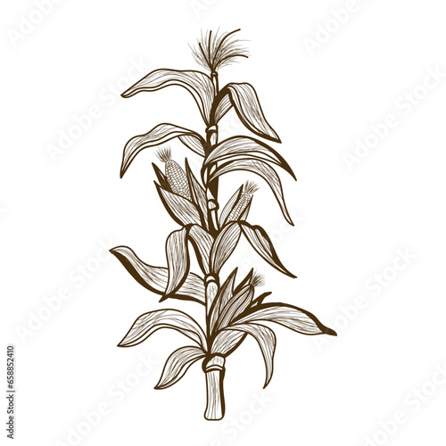 Growing corn on white background