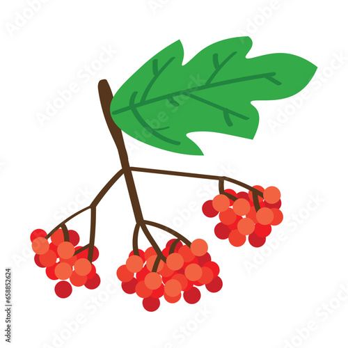 Viburnum berries on white background