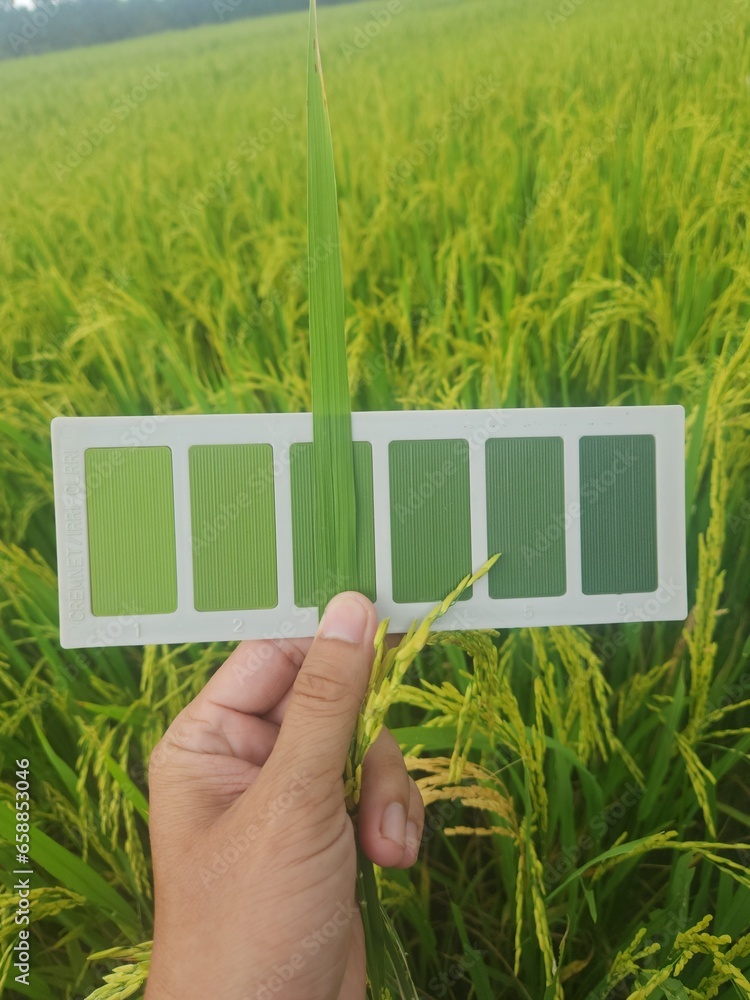 Compare rice leaf color with leaf color chart .The Leaf Color Chart ...