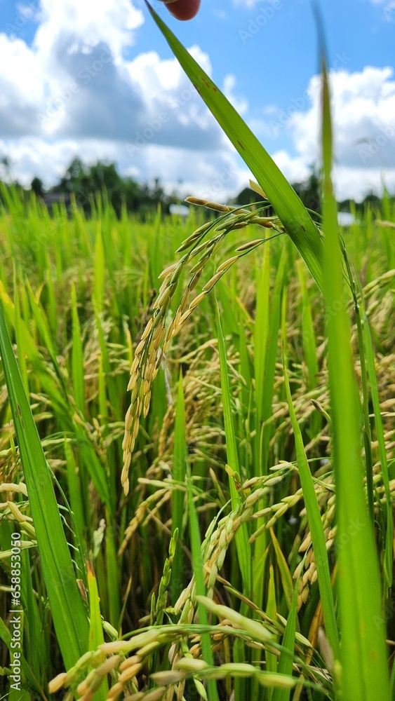 Obraz premium Beutiful rice riped in Viet Nam