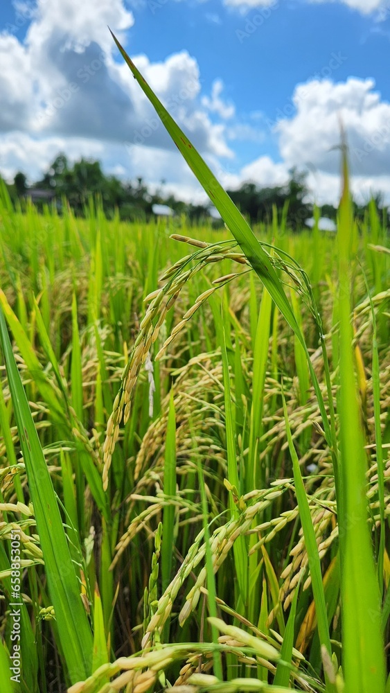 Obraz premium Beutiful rice riped in Viet Nam
