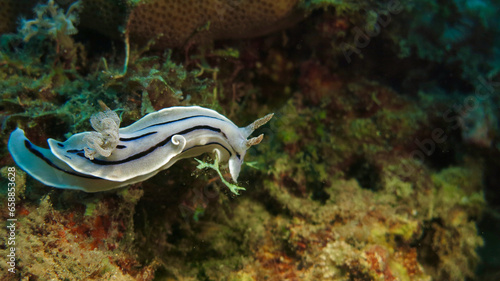 Nudibranch Chromodoris willani. A black, blue and white nudibranch crawls along a coral reef underwater.