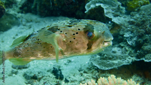 Long-spined hedgehog fish. Long-spine porcupinefish. Fish in the tropical sea near a coral reef.