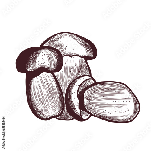 Bolete mushrooms on white background