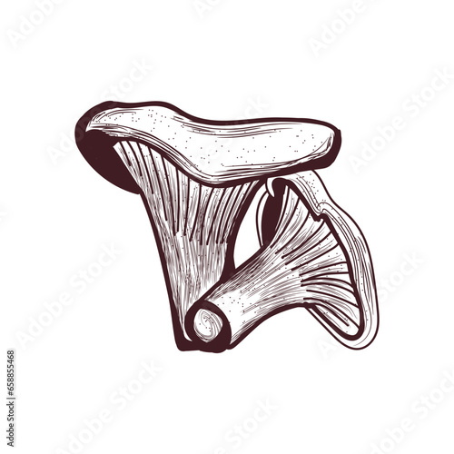 Chanterelle mushrooms on white background