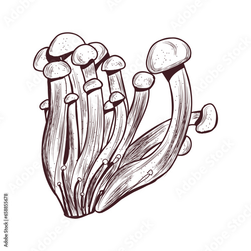 Enoki mushrooms on white background