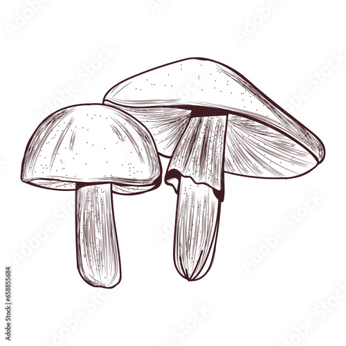 Equestrian tricholoma mushr...