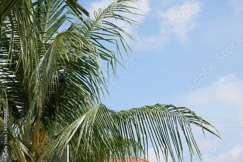 Green coconut leaves isolated on bright blue sky background. good for use as a complement to brochures or summer flyers