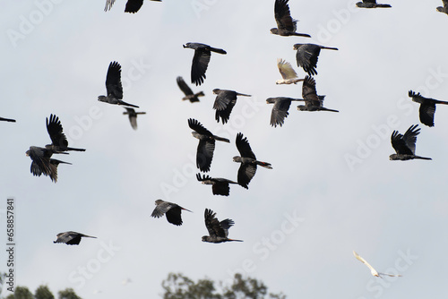 Flock of Red-tailed Black-cockatoo flying photo