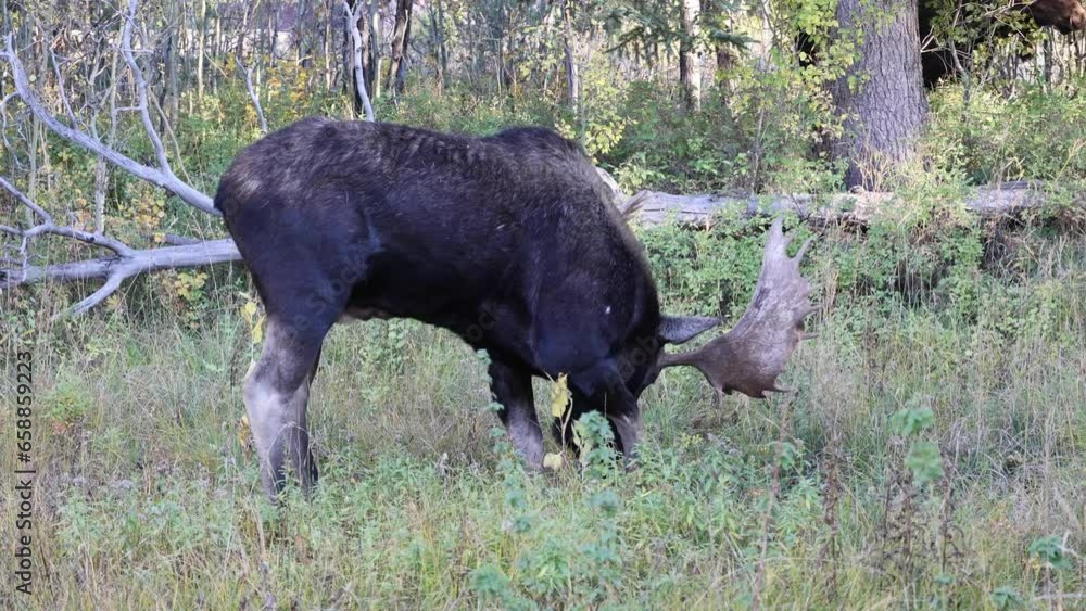 Bull Moose During the Rut in Wyoming in Auutmn Bull Moose During the Rut in Wyoming in Auutmn