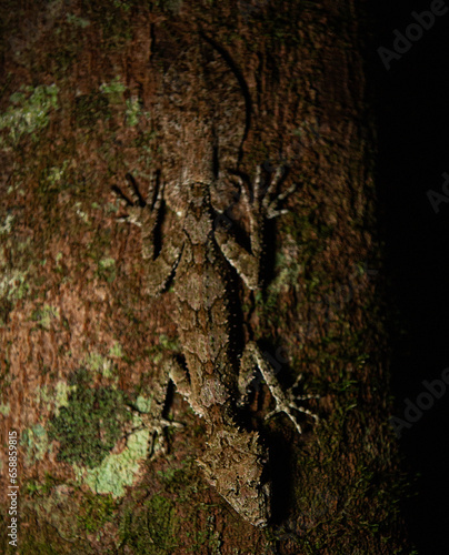 leaf tailed gecko photo