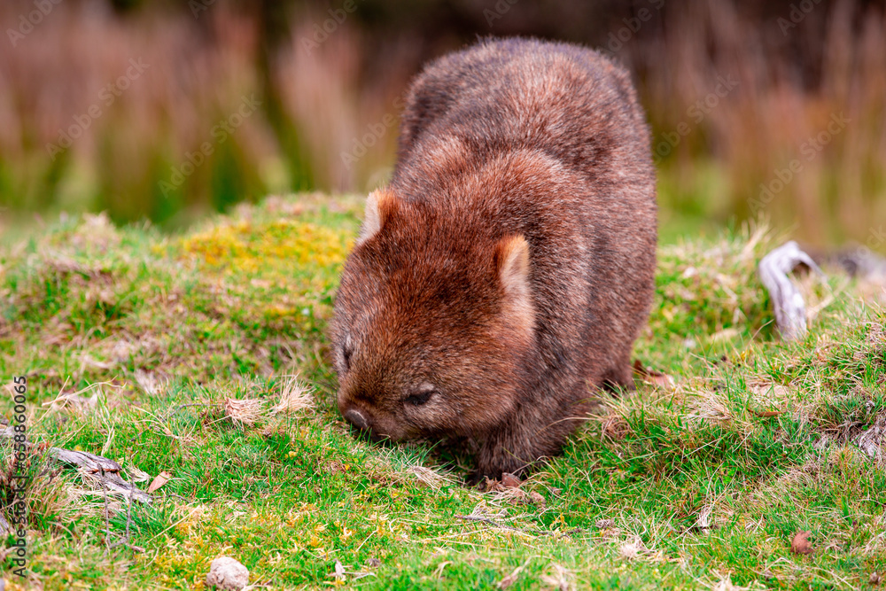 Fototapeta premium Wombat