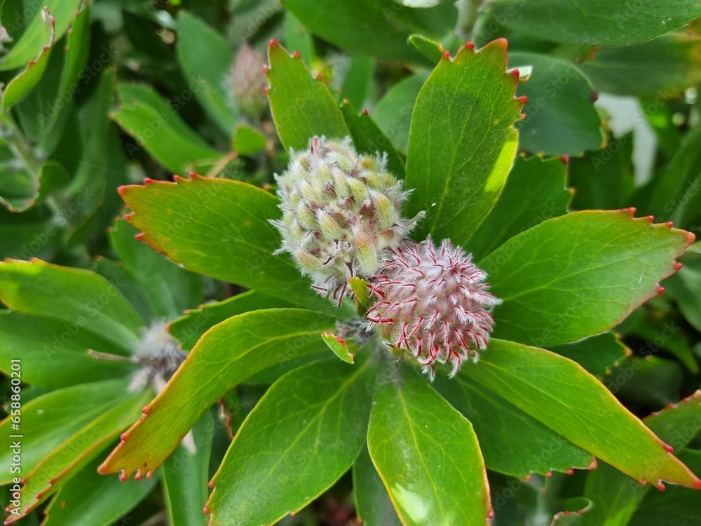 Yellow Waratah: in the Blue Mountains national park Yellow Waratah: in the Blue Mountains national park
