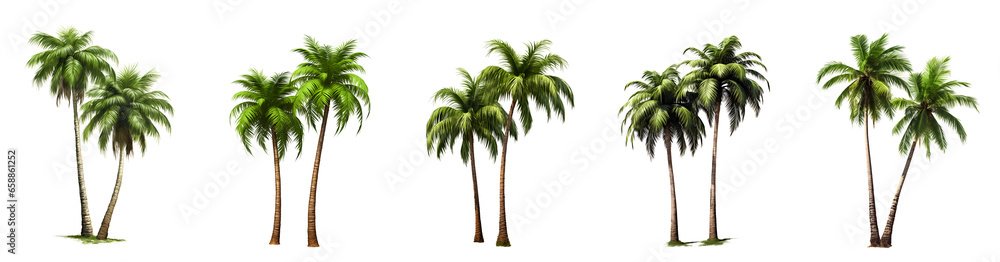 Set of Coconut palm tree isolated on white and transparent background, ai generate - obrazy, fototapety, plakaty 