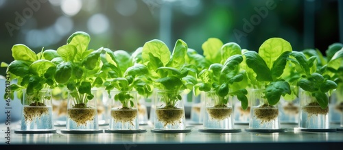 Advanced aquaponic and hydroponic technologies enable lab grown lettuce Genetic engineering research employed in lab testing for plant bioscience With copyspace for text
