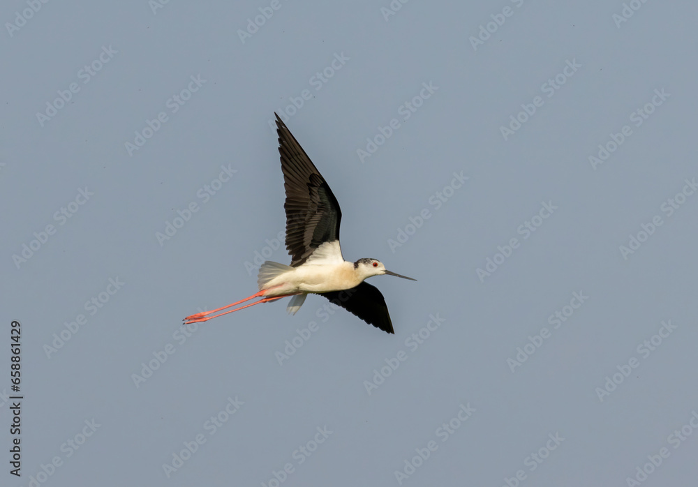 Fototapeta premium Black-winged Stilt in rise field