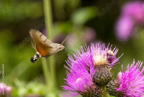 hummingbird hawk-moth (Macroglossum stellatarum) collect nectar from plant