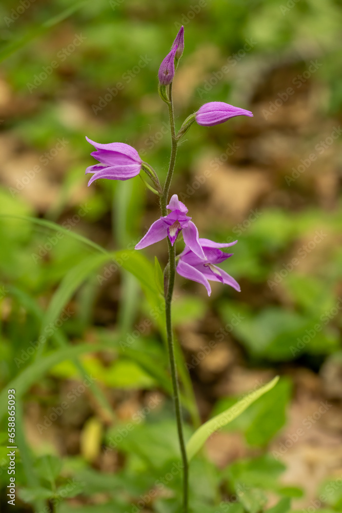 Red Helleborine (Cephalanthera rubra) in natural habitat Red Helleborine (Cephalanthera rubra) in natural habitat