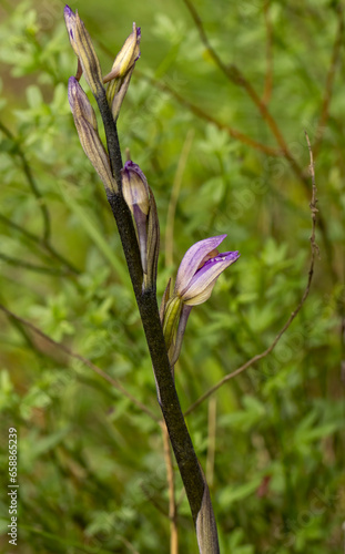 Violet Limodore (Limodorum abortivum) in natural habitat