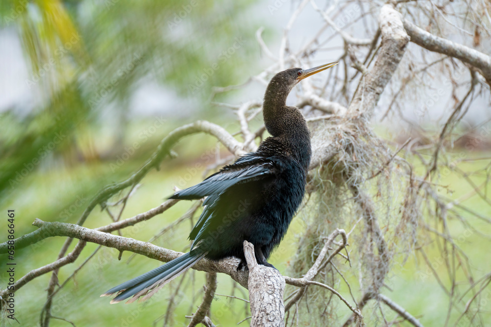 Fototapeta premium A big anhinga bird resting on tree branch in Florida wetlands