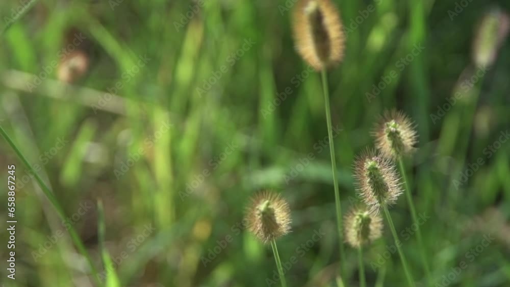 風に揺れる猫じゃらしのようなエノコログサ