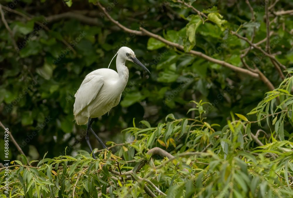 Fototapeta premium Little Egret behavior in breeding colony