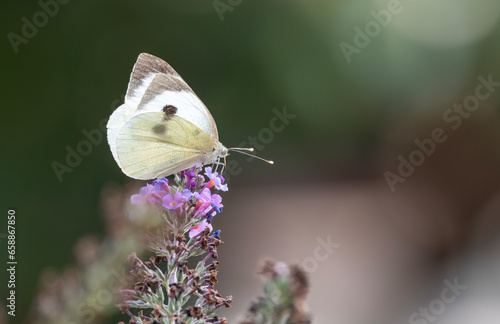 Butterfly on flowering butterfly tree. #658867850