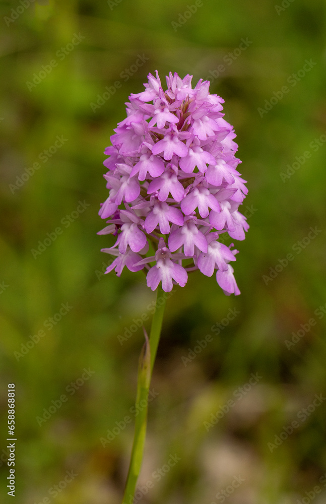 Pyramidal Orchid (Anacamptis pyramidalis) close up picture Pyramidal Orchid (Anacamptis pyramidalis) close up picture