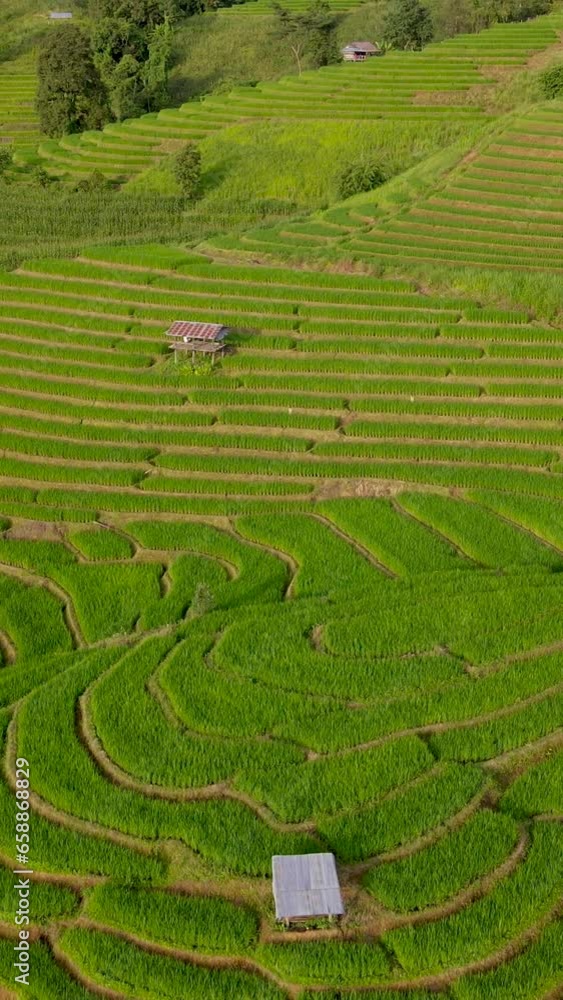 Drone aerial view from above at the Terraced Rice Field in Chiangmai, Thailand, Pa Pong Piang rice terraces Drone aerial view from above at the Terraced Rice Field in Chiangmai, Thailand, Pa Pong Piang rice terraces
