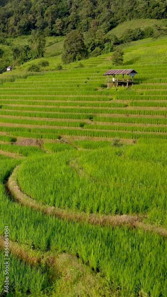 Terraced Rice Field in Chiangmai, Thailand, Pa Pong Piang rice terraces during sunset in the rain season with clouds in the mountains Terraced Rice Field in Chiangmai, Thailand, Pa Pong Piang rice terraces during sunset in the rain season with clouds in the mountains