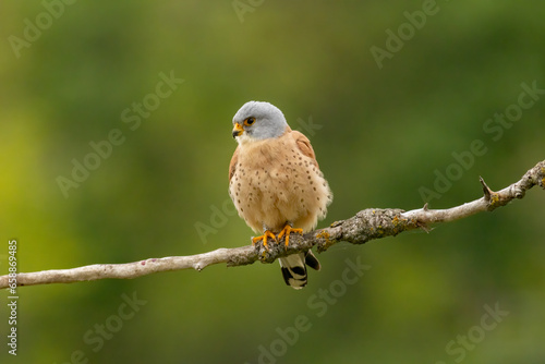 Male lesser kestrel brring different food (insects, mice, voles) for baby in nest