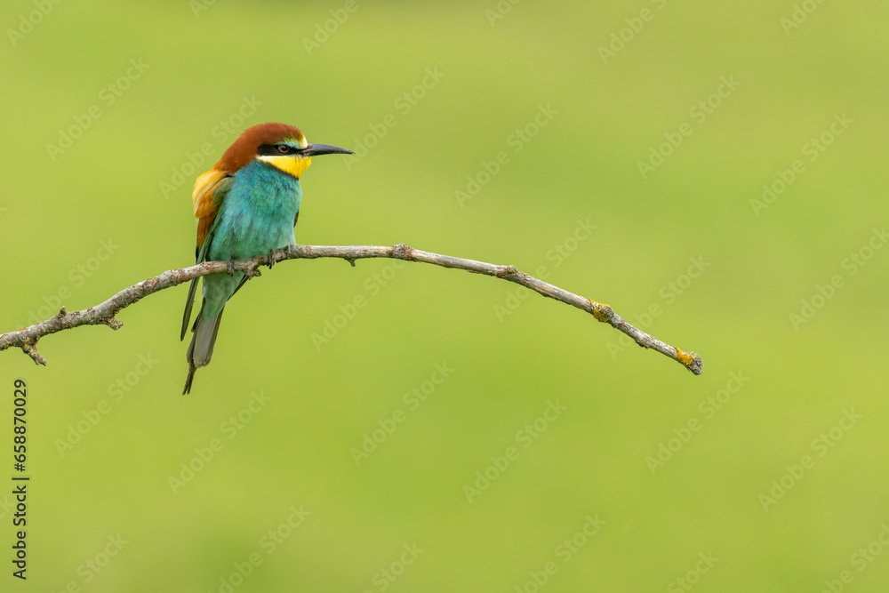 Common Bee-eater is one of the most beautiful bird in Europe Common Bee-eater is one of the most beautiful bird in Europe