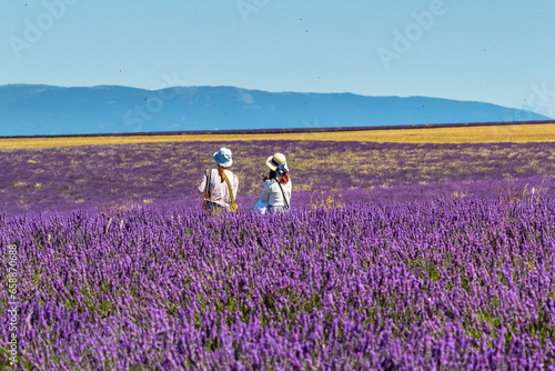 Touristes asiatiques dans un champ de lavande sur le plateau de Valensole en Provence 