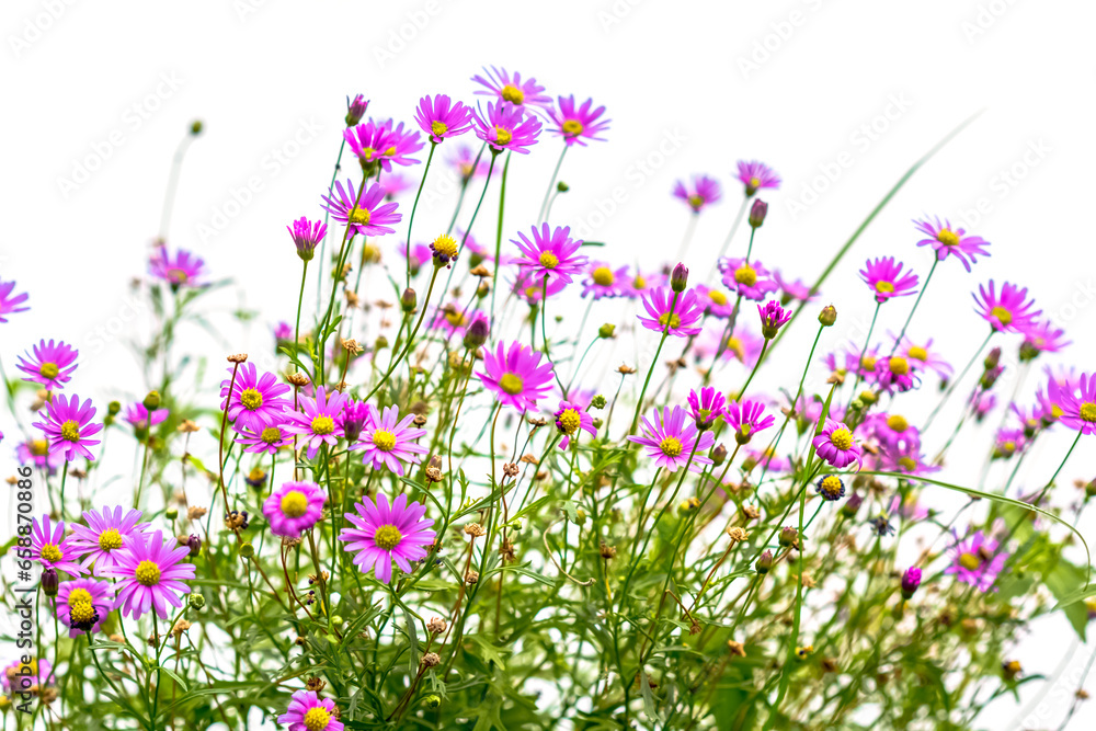 Fleurs des champs , fond blanc Fleurs des champs , fond blanc